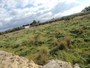Cod: 8936 – Terreno C.da Contadello Augusta (Sr)
